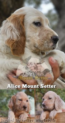 Setter Anglais ALICE MOUNT SETTER